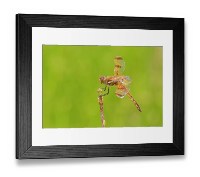 Framed Print : Painted Skimmer, Marion County, Illinois Framed Print : Painted Skimmer, Marion County, Illinois