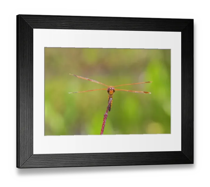 Framed Print : Painted Skimmer, Marion County, Illinois