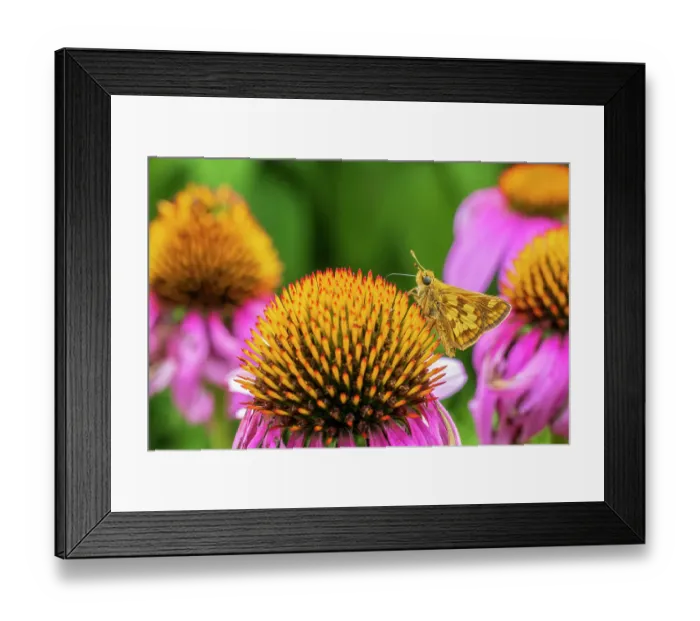 Framed Print : Peck's Skipper on Purple Coneflower, Marion County, Illinois. (Editorial Use Only) Framed Print : Peck's Skipper on Purple Coneflower, Marion County, Illinois. (Editorial Use Only)