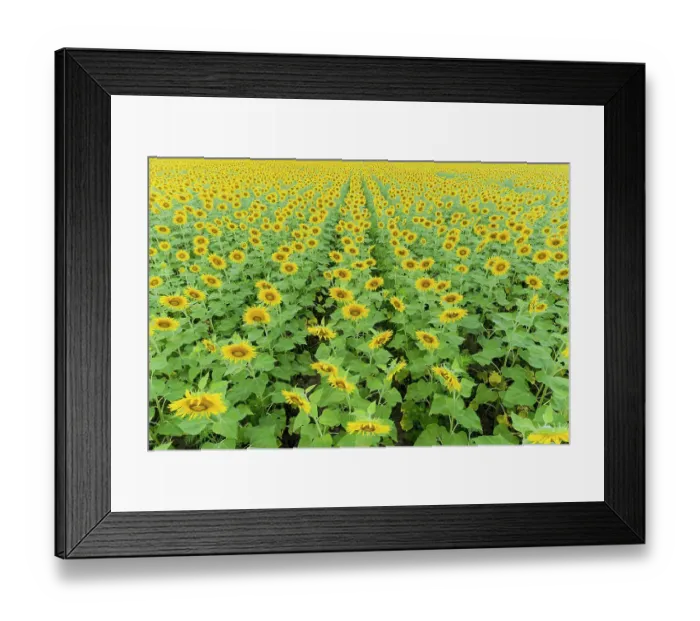 Framed Print : Aerial of a Sunflower field in bloom Jasper County, Illinois Framed Print : Aerial of a Sunflower field in bloom Jasper County, Illinois
