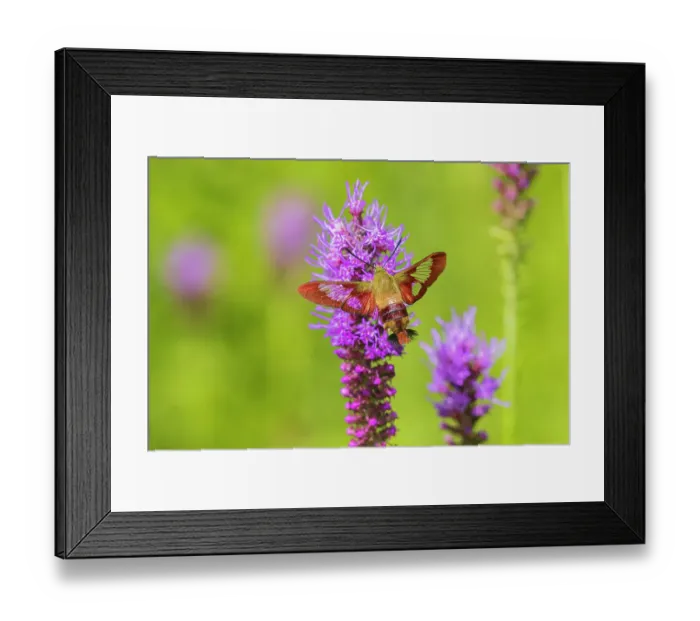 Framed Print : Hummingbird Clearwing moth at Prairie Blazing Star, Effingham County, Illinois Framed Print : Hummingbird Clearwing moth at Prairie Blazing Star, Effingham County, Illinois