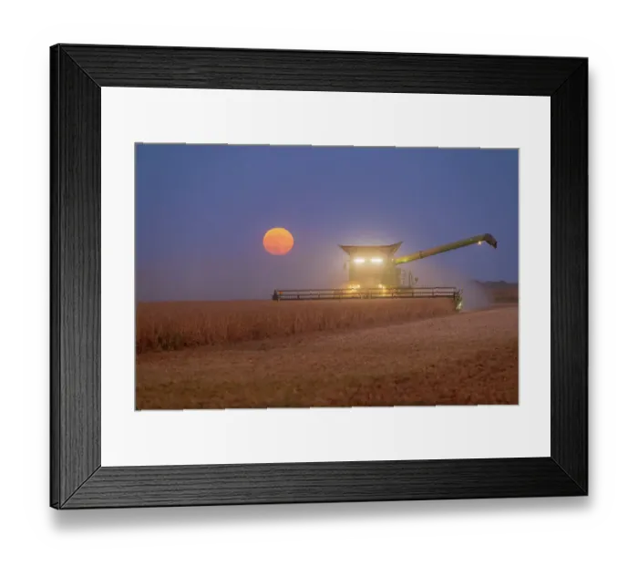 Framed Print : Combine harvesting soybeans as full moon rises (harvest moon), Marion County, Illinois. (Editorial Use Only) Framed Print : Combine harvesting soybeans as full moon rises (harvest moon), Marion County, Illinois. (Editorial Use Only)