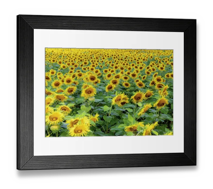 Framed Print : Sunflower field in bloom Jasper County, Illinois Framed Print : Sunflower field in bloom Jasper County, Illinois
