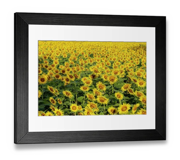 Framed Print : Sunflower field in bloom Jasper County, Illinois Framed Print : Sunflower field in bloom Jasper County, Illinois