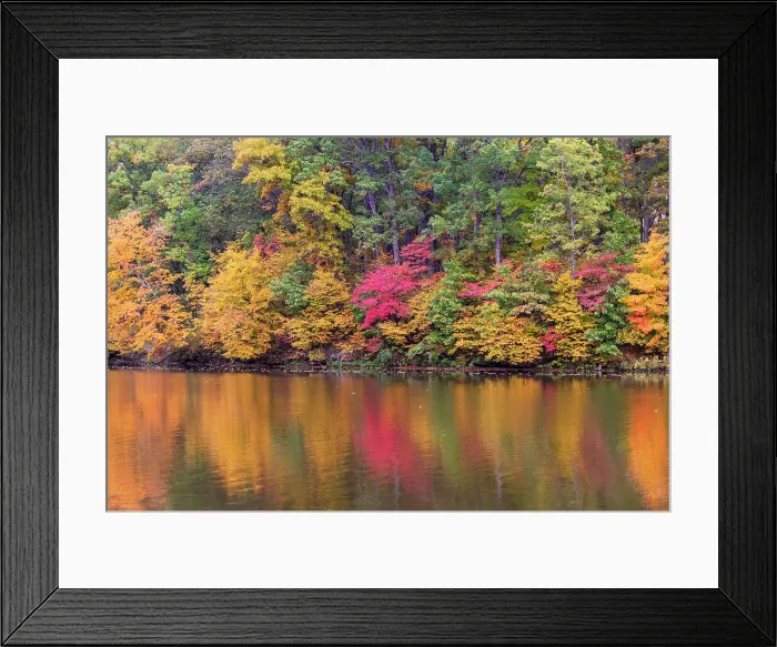 Framed Print : Fall color at Stephen A. Forbes State Park, Marion County, Illinois Framed Print : Fall color at Stephen A. Forbes State Park, Marion County, Illinois