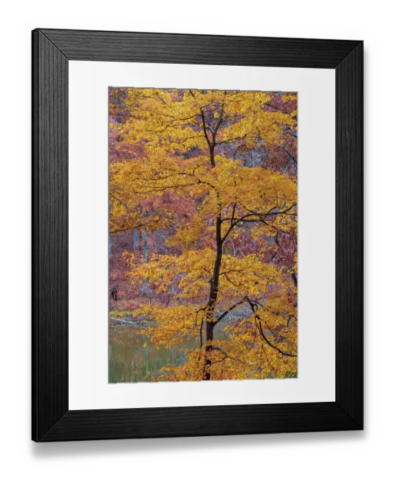 Framed Print : Fall color at Stephen A. Forbes State Park, Marion County, Illinois Framed Print : Fall color at Stephen A. Forbes State Park, Marion County, Illinois