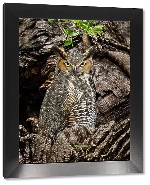 Female great horned owl roosting outside nesting cavity, Kentucky