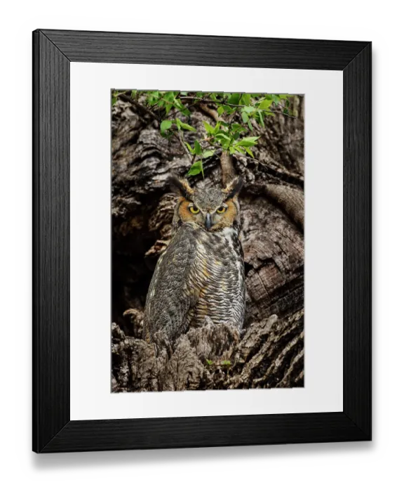 Framed Print : Female great horned owl roosting outside nesting cavity, Kentucky Framed Print : Female great horned owl roosting outside nesting cavity, Kentucky