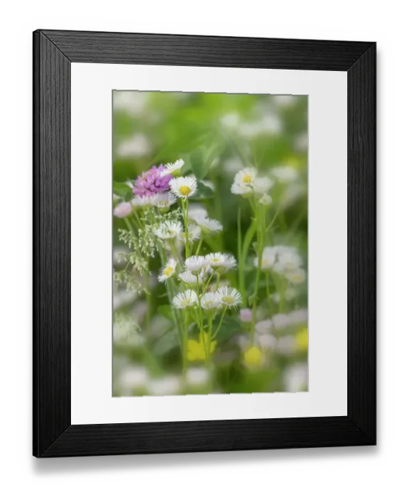 Framed Print : Daisy fleabane, Oldham County, Kentucky Framed Print : Daisy fleabane, Oldham County, Kentucky