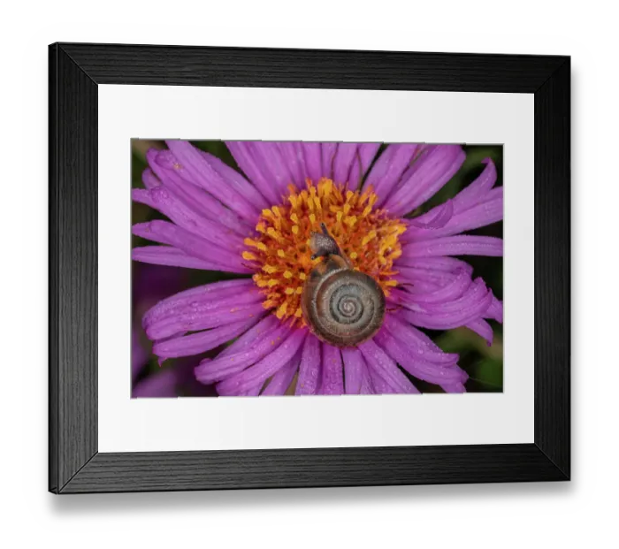Framed Print : Kentucky land snail on purple flower, Kentucky