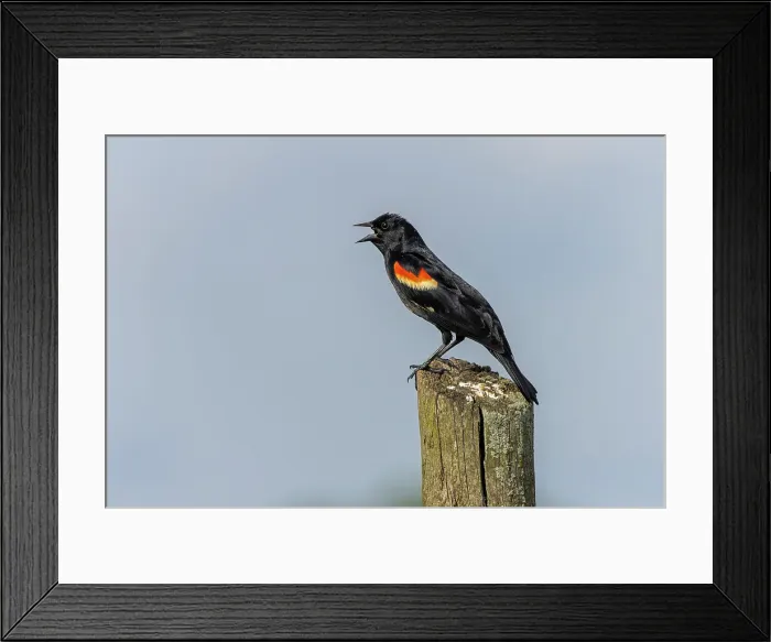 Framed Print : Red-winged blackbird sitting on fence post, Kentucky Framed Print : Red-winged blackbird sitting on fence post, Kentucky