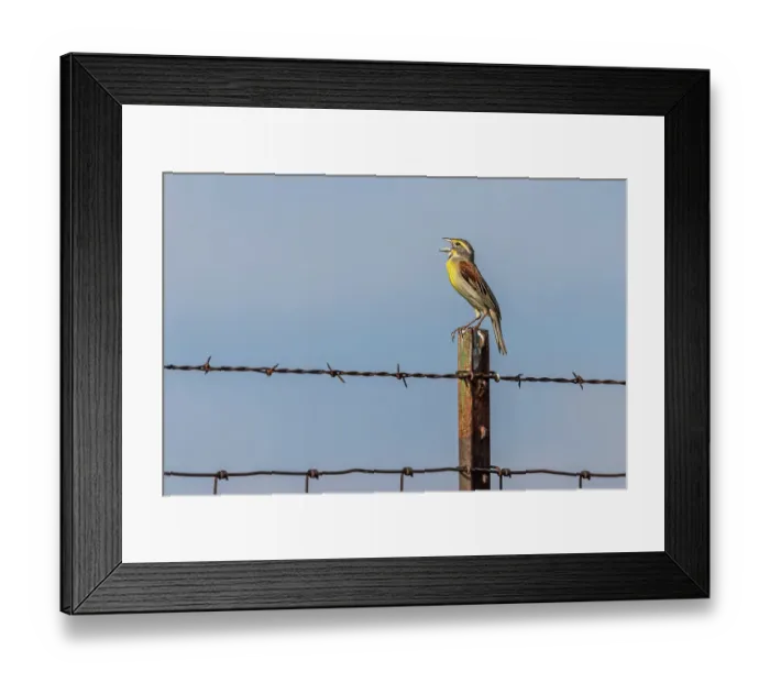 Framed Print : Dickcissel, Oldham County, Kentucky Framed Print : Dickcissel, Oldham County, Kentucky