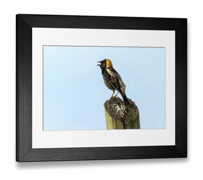 Framed Print : Bobolink, Kentucky