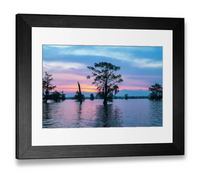 Framed Print : USA, Louisiana, Atchafalaya Basin, Atchafalaya Swamp, bald cypress and sunrise Framed Print : USA, Louisiana, Atchafalaya Basin, Atchafalaya Swamp, bald cypress and sunrise