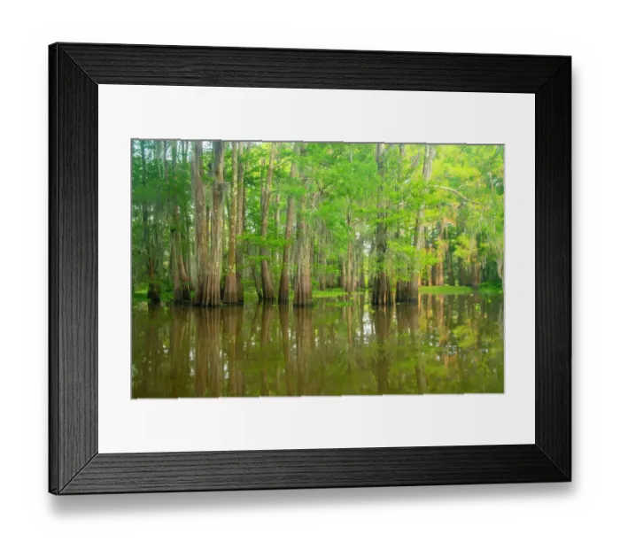 Framed Print : USA, Louisiana, Atchafalaya Basin, Atchafalaya Swamp. Cypress trees reflect in swamp Framed Print : USA, Louisiana, Atchafalaya Basin, Atchafalaya Swamp. Cypress trees reflect in swamp