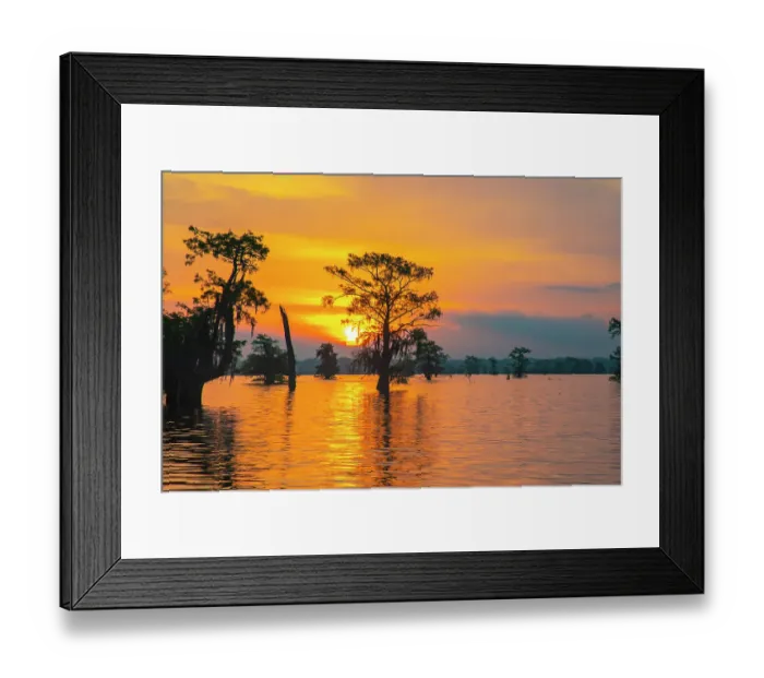 Framed Print : USA, Louisiana, Atchafalaya Basin, Atchafalaya Swamp. Cypress trees reflect on at sunrise