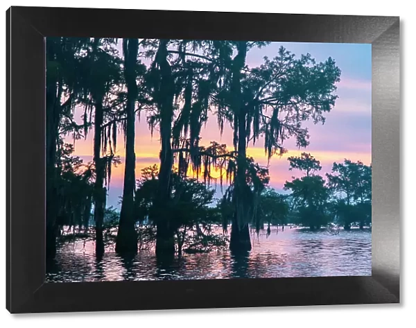 USA, Louisiana, Atchafalaya Basin, Atchafalaya Swamp. Cypress trees reflect on at sunrise