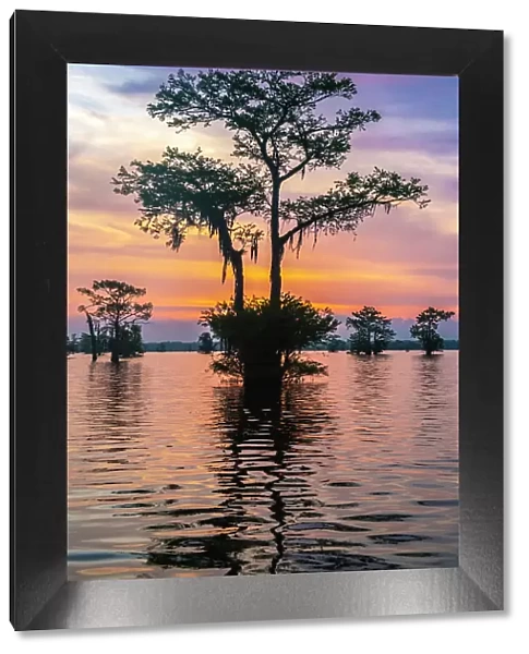 USA, Louisiana, Atchafalaya Basin, Atchafalaya Swamp. Cypress trees reflect on at sunrise