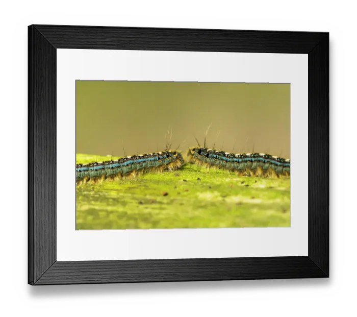 Framed Print : USA, Louisiana, Acadiana Park Nature Station. Close-up of tent worms Framed Print : USA, Louisiana, Acadiana Park Nature Station. Close-up of tent worms