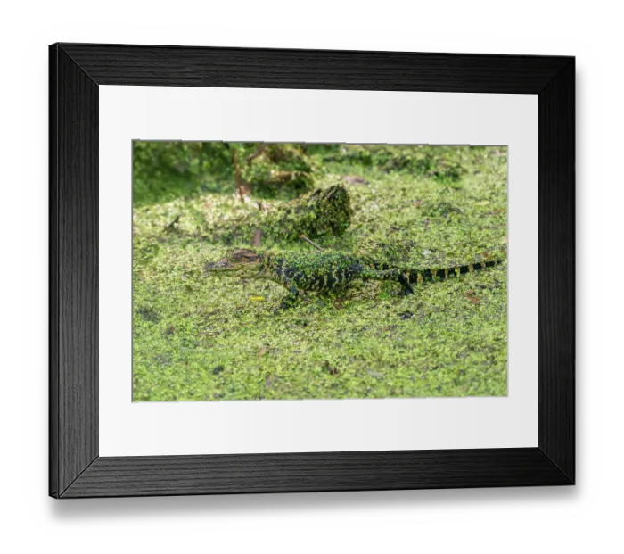 Framed Print : USA, Louisiana, Evangeline Parish. Alligator baby covered in duckweed Framed Print : USA, Louisiana, Evangeline Parish. Alligator baby covered in duckweed