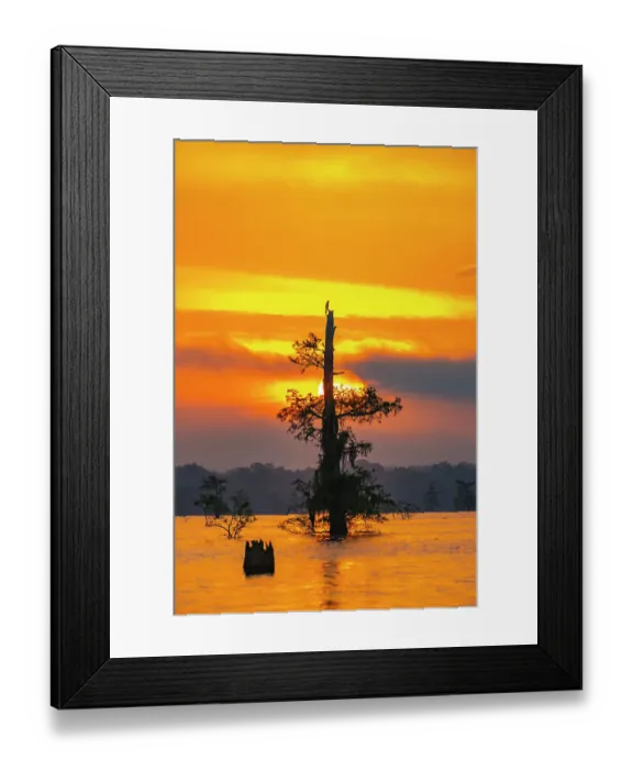 Framed Print : USA, Louisiana, Atchafalaya Basin, Atchafalaya Swamp. Cypress trees reflect on at sunrise Framed Print : USA, Louisiana, Atchafalaya Basin, Atchafalaya Swamp. Cypress trees reflect on at sunrise