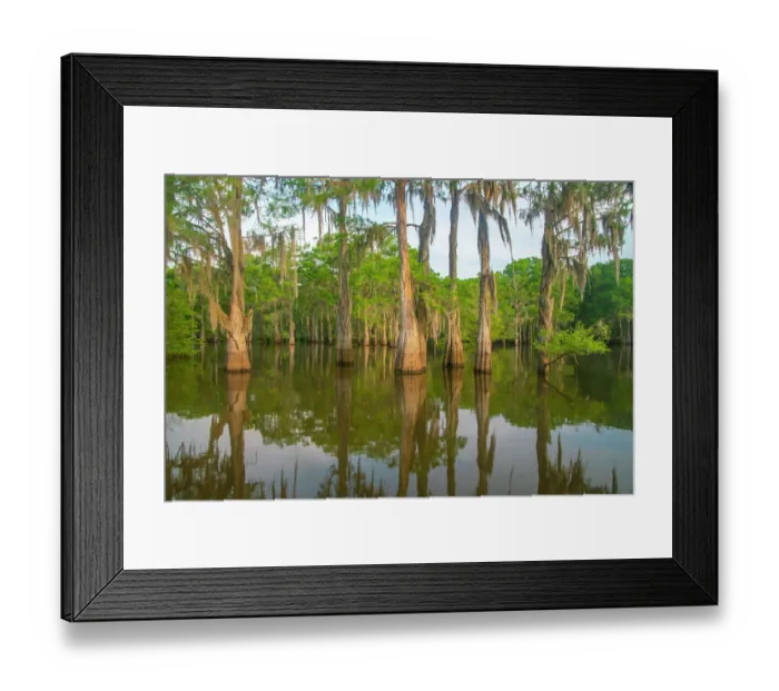 Framed Print : USA, Louisiana, Atchafalaya Basin, Atchafalaya Swamp. Cypress trees reflect in swamp Framed Print : USA, Louisiana, Atchafalaya Basin, Atchafalaya Swamp. Cypress trees reflect in swamp