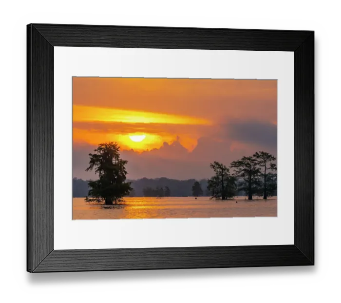 Framed Print : USA, Louisiana, Atchafalaya Basin, Atchafalaya Swamp. Cypress trees reflect on at sunrise Framed Print : USA, Louisiana, Atchafalaya Basin, Atchafalaya Swamp. Cypress trees reflect on at sunrise