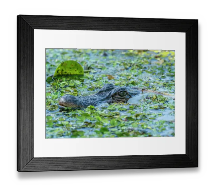 Framed Print : USA, Louisiana, Lake Martin. Head of alligator in swamp water Framed Print : USA, Louisiana, Lake Martin. Head of alligator in swamp water