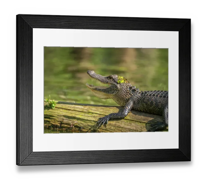 Framed Print : USA, Louisiana, Lake Martin. Close-up of alligator cooling off Framed Print : USA, Louisiana, Lake Martin. Close-up of alligator cooling off