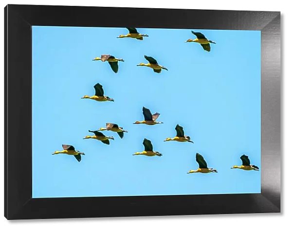 USA, Louisiana, Evangeline Parish. Fulvous whistling ducks flock in flight