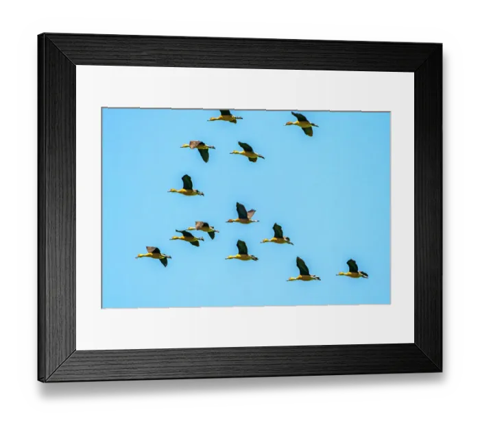 Framed Print : USA, Louisiana, Evangeline Parish. Fulvous whistling ducks flock in flight Framed Print : USA, Louisiana, Evangeline Parish. Fulvous whistling ducks flock in flight