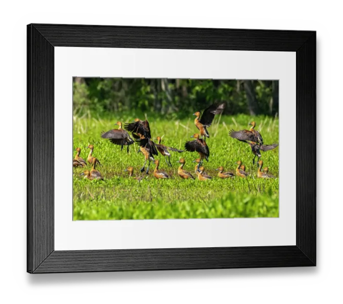 Framed Print : USA, Louisiana, Evangeline Parish. Fulvous whistling duck flock in grass