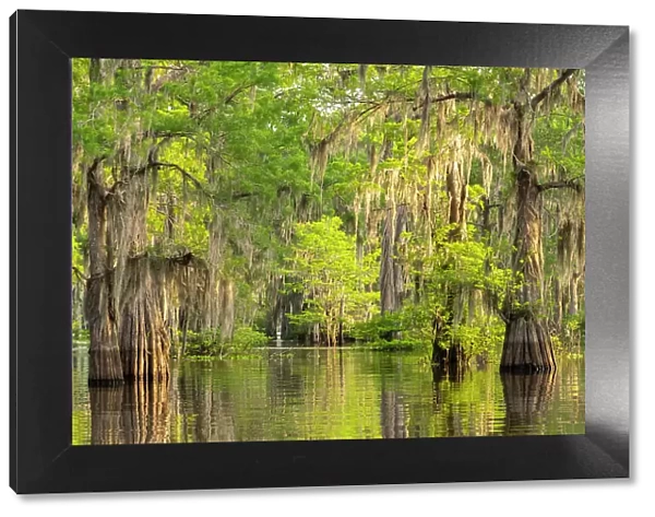 USA, Louisiana, Atchafalaya Basin, Atchafalaya Swamp. Cypress trees reflect in swamp