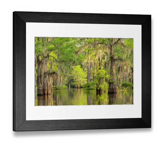 Framed Print : USA, Louisiana, Atchafalaya Basin, Atchafalaya Swamp. Cypress trees reflect in swamp Framed Print : USA, Louisiana, Atchafalaya Basin, Atchafalaya Swamp. Cypress trees reflect in swamp