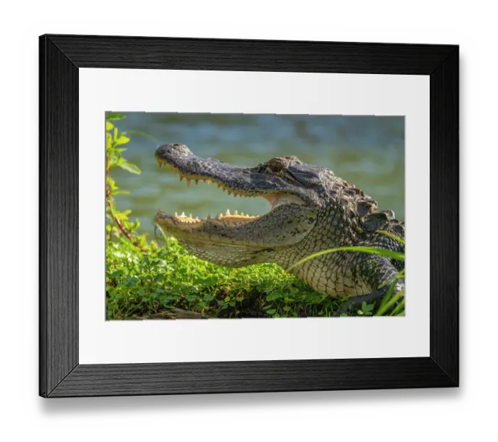 Framed Print : USA, Louisiana, Lake Martin. Close-up of alligator cooling off Framed Print : USA, Louisiana, Lake Martin. Close-up of alligator cooling off