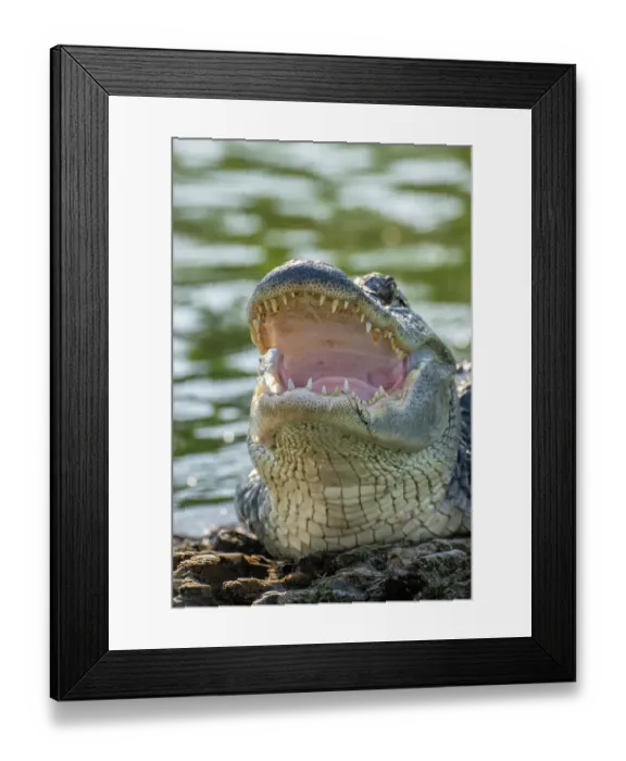 Framed Print : USA, Louisiana, Lake Martin. Close-up of alligator cooling off