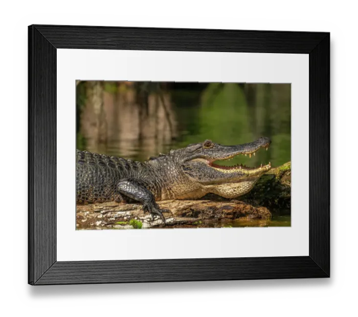 Framed Print : USA, Louisiana, Lake Martin. Close-up of alligator cooling off