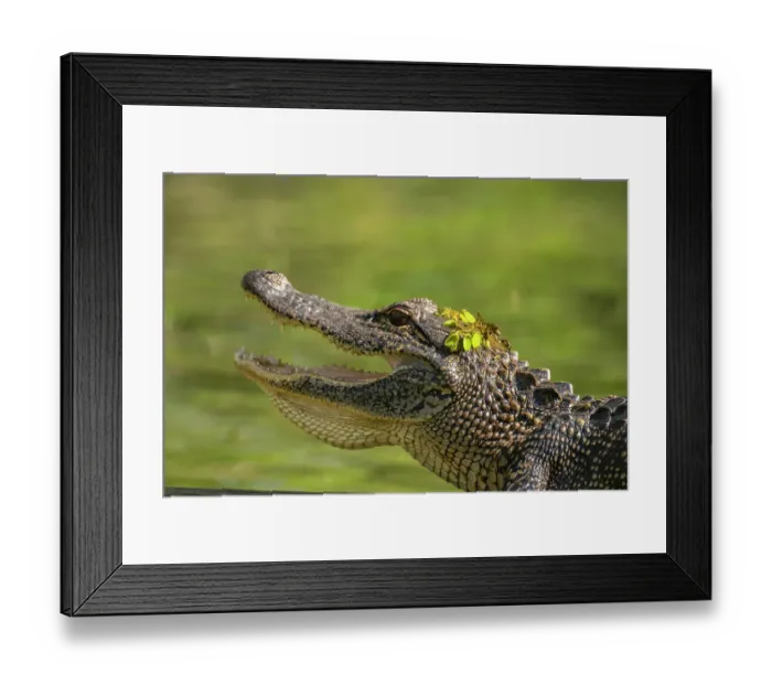 Framed Print : USA, Louisiana, Lake Martin. Close-up of alligator cooling off Framed Print : USA, Louisiana, Lake Martin. Close-up of alligator cooling off