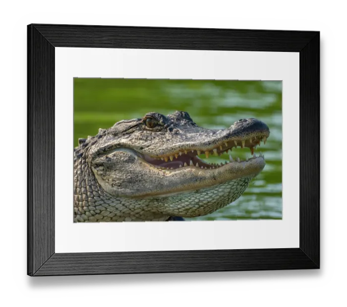 Framed Print : USA, Louisiana, Lake Martin. Close-up of alligator cooling off Framed Print : USA, Louisiana, Lake Martin. Close-up of alligator cooling off