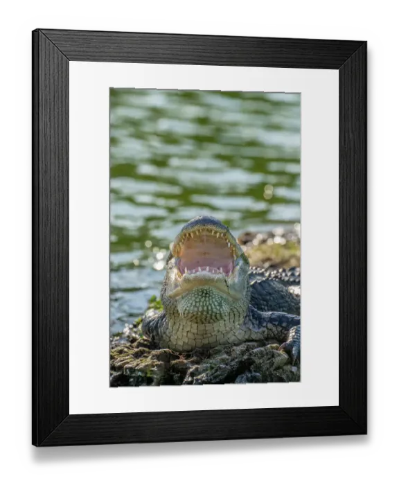 Framed Print : USA, Louisiana, Lake Martin. Close-up of alligator cooling off Framed Print : USA, Louisiana, Lake Martin. Close-up of alligator cooling off