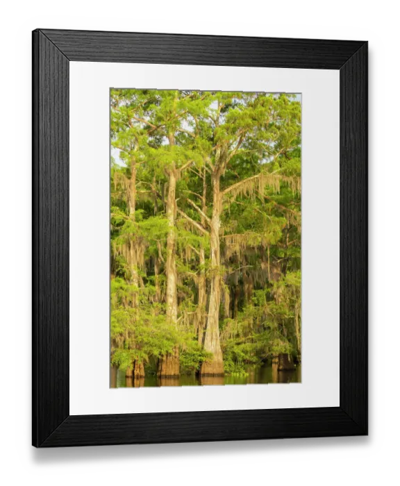 Framed Print : USA, Louisiana, Atchafalaya Basin, Atchafalaya Swamp. Cypress trees reflect in swamp