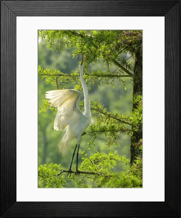 Framed Print : USA, Louisiana, Evangeline Parish. Great egret reaching for nesting twigs in tree