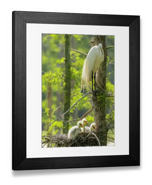 Framed Print : USA, Louisiana, Evangeline Parish. Great egret at nest with chick Framed Print : USA, Louisiana, Evangeline Parish. Great egret at nest with chick