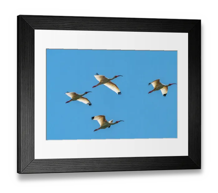 Framed Print : USA, Louisiana, Evangeline Parish. White ibis birds in flight Framed Print : USA, Louisiana, Evangeline Parish. White ibis birds in flight