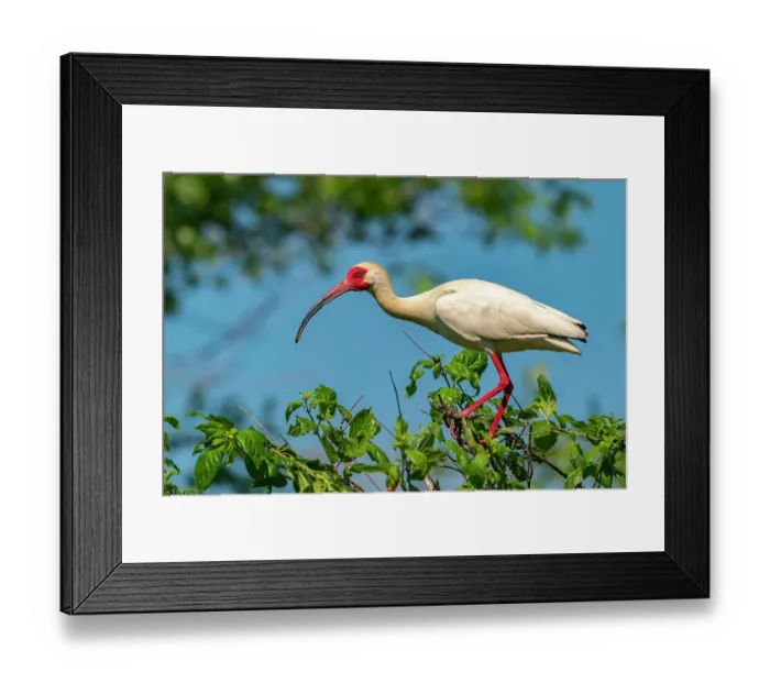 Framed Print : USA, Louisiana, Evangeline Parish. White ibis bird in breeding plumage Framed Print : USA, Louisiana, Evangeline Parish. White ibis bird in breeding plumage