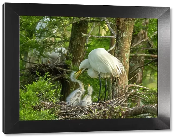 USA, Louisiana, Evangeline Parish. Great egret at nest feeding chicks