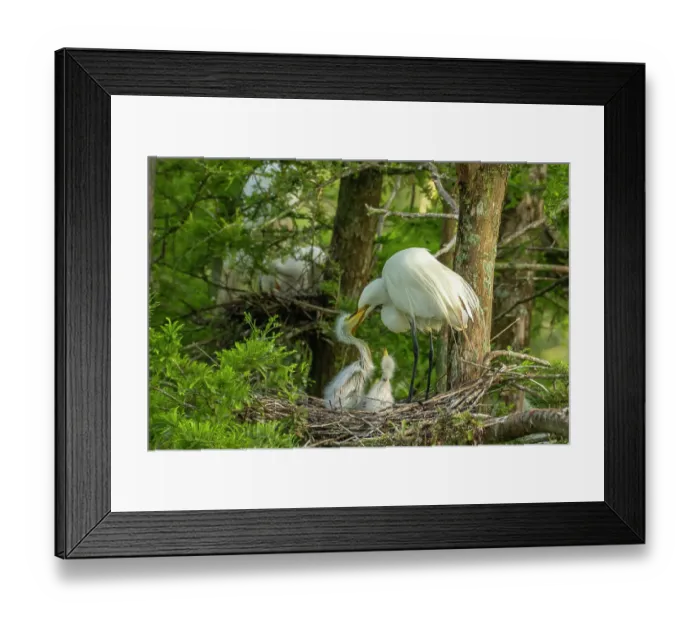 Framed Print : USA, Louisiana, Evangeline Parish. Great egret at nest feeding chicks Framed Print : USA, Louisiana, Evangeline Parish. Great egret at nest feeding chicks
