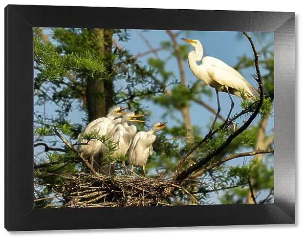 USA, Louisiana, Evangeline Parish. Great egret at nest with chicks
