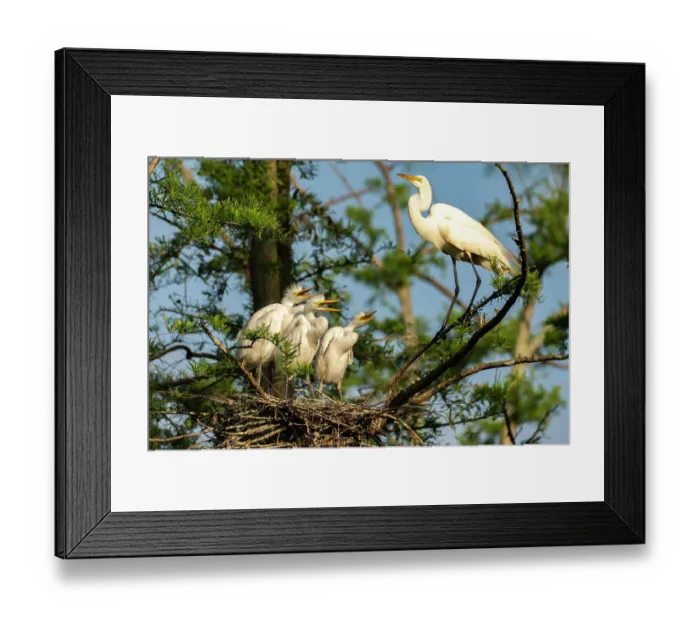 Framed Print : USA, Louisiana, Evangeline Parish. Great egret at nest with chicks Framed Print : USA, Louisiana, Evangeline Parish. Great egret at nest with chicks