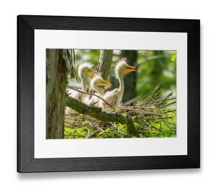Framed Print : USA, Louisiana, Evangeline Parish. Great egret chicks in nest